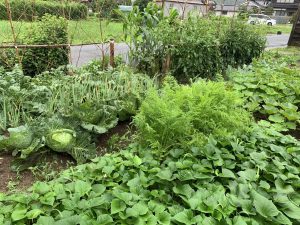 2023年夏からお食事付きの宿泊を再開しました。できるだけ地元の食材を利用します。野菜は我が家の畑の無農薬野菜です。